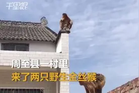 引发围观！两只野生金丝猴惊现农家房顶，陕西周至村民热情投喂图片