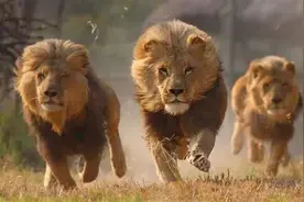 不同肤色人种对应非洲大草原食物链不同物种！图片