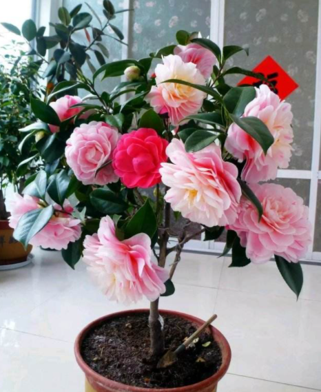 茶花冬天如何养殖（冬季养茶花）