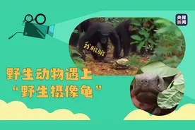 当野生动物遇到野生相机？这个“摄像龟”太好笑图片