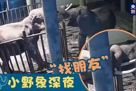 十分有趣！小野象深夜多次到救助中心找同伴“唠家常”图片