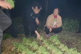 刑事拘留！全州有人竟种植740株罂粟苗当菜吃图片