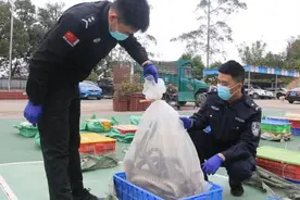 广西边境检查站查获55箱非法活体蛇图片
