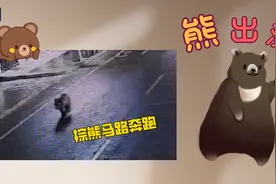熊出没！棕熊深夜在四川石渠街头“溜达”图片