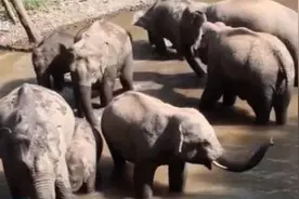 工作人员拍下珍贵画面：近20头野生亚洲象出没云南野象谷图片