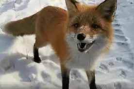 这一幕太有爱！“蓝朋友”雪中偶遇小狐狸图片