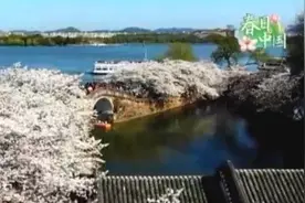 春天里的神州脉动！山清水秀白鹭飞 绯云绛雪涨春潮图片
