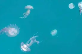 40年少见！希腊部分海滩附近水母数量激增图片