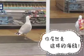 海鸥闯超市偷薯片动作麻利 网友：看来是惯犯图片