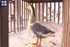 雁从天降！一落单大雁意外跌落新疆建筑工地→图片