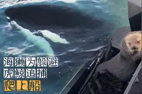 海獭为躲避虎鲸追捕爬上船图片