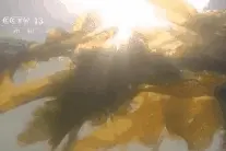 沿着高速看中国·沈海高速丨黄渤海分界线：同一片海 泾渭分明图片