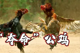 悲剧！菲律宾一警官执行搜捕中遭“鸡杀”身亡图片