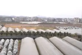 冷空气将至 广西全州柑橘穿“衣”御寒图片
