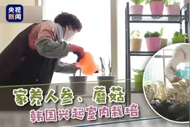 家养人参和蘑菇？韩国兴起室内栽培图片