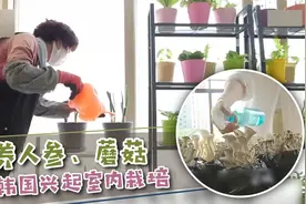家养人参和蘑菇？韩国兴起室内栽培图片