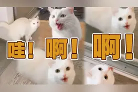 鹦鹉猫？国外一网友的猫会模仿“铲屎官”说话图片