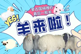 羊来啦！蒙古国捐赠的最后一批羊今天“到货”啦图片