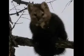 太萌了！大兴安岭景区雪天投食引来濒危动物紫貂图片
