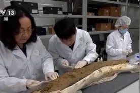 三星堆新发现丨出土象牙正在修复馆进行保护处理图片