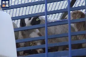 全部“签收”！蒙古国捐赠的最后一批羊抵达内蒙古图片