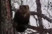 毛茸茸 小短腿 大兴安岭景区发现国家一级保护动物紫貂图片