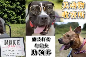 美动物收容所盛装打扮年老犬助领养图片