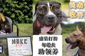 美动物收容所盛装打扮年老犬助领养图片