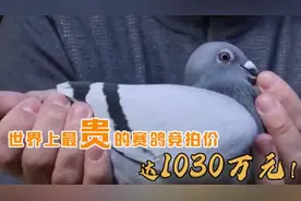 世界上最贵的赛鸽竞拍价高达1030万元！长啥样？图片
