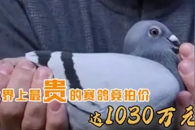 世界上最贵的赛鸽竞拍价高达1030万元！长啥样？图片