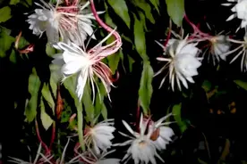 惊艳！延时摄影记录40朵昙花一夜绽放图片