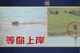 超有爱！牛妈妈等掉队小牛上岸后一起蹦跶庆祝图片