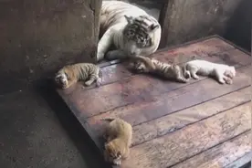 四胞胎虎宝宝出生喜迎国庆图片