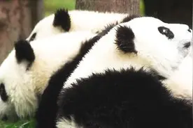 成年大熊猫的便便居然是香的？图片