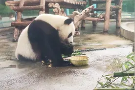 端午粽香 包特色粽子与动物共度端午图片