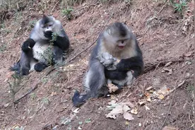 云南白马雪山国家级自然保护区滇金丝猴群喜添新丁图片