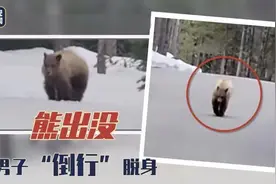 男子跑步遇熊 倒退行走脱身图片