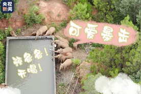 象群水池边集体开喝 这一幕简直不要太可爱图片