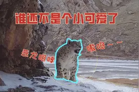 霸气侧漏还是可可爱爱？听雪豹魔性“吼叫”开口跪→图片