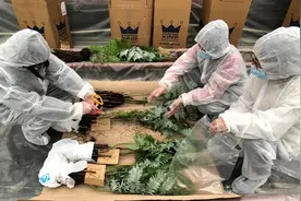 通关顺利！第十届中国花博会首批展品植物入境上海图片