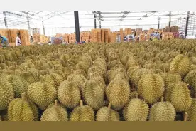 泰国榴莲一季度对华出口额达1.86亿美元 较去年同期增长14%图片