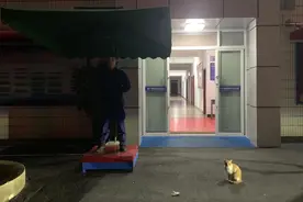 感觉暖暖的！ 流浪猫主动陪消防员站岗图片