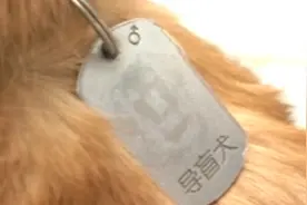 带导盲犬打车难？这个举措让人们踏实了图片