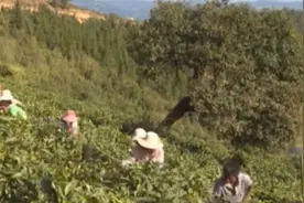 年收入至少10万！茶叶供不应求！云南这个茶叶合作社是咋做到的？图片