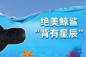 绝美鲸鲨！“背有星辰”的动物，你见过吗？图片