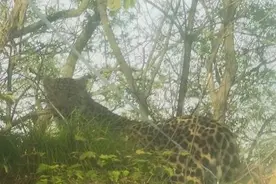 小心！豹出没 陕西旬邑一个月内两次发现金钱豹图片