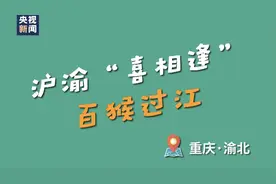 沿着高速看中国丨重庆统景：杰瑞你看，“百猴过江”就在这图片