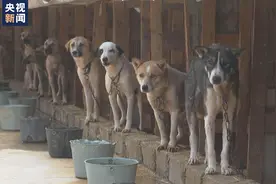在这个常年战乱的国家 她为4000多只流浪猫狗撑起避风港图片