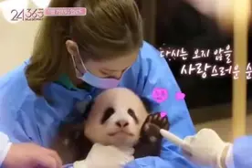 韩国女团带浓妆抱大熊猫宝宝 网友愤怒：走开 道歉图片