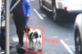 遛狗不牵绳？上海警方试点使用抓拍系统规范养犬 已处罚20余起图片